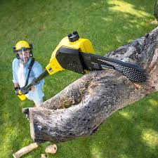 Best Tree Health Inspection  in Fmington, AR