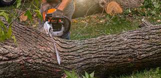 Best Tree Cabling and Bracing  in Fmington, AR