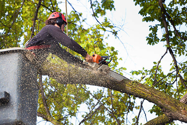 Best Utility Line Clearance  in Fmington, AR