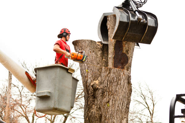 Best Commercial Tree Services  in Fmington, AR